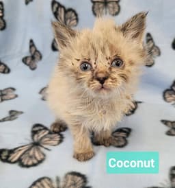 Coconut image 4