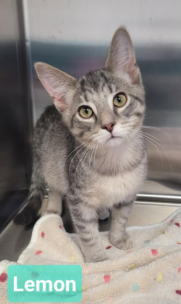 Lemon - Domestic Short Hair