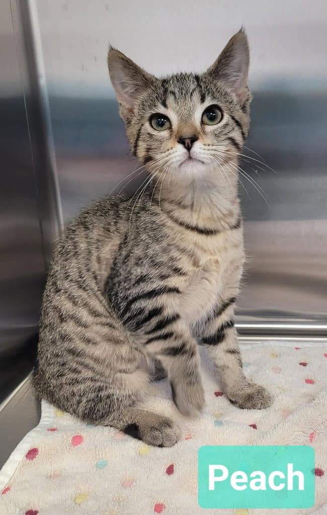 Peach - Domestic Short Hair