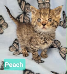 Peach image 3
