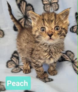 Peach image 4