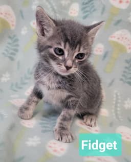 Fidget image 4