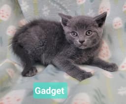 Gadget image 3
