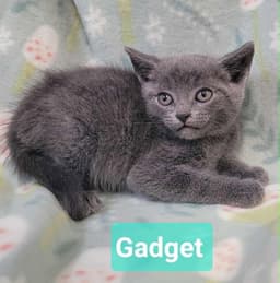 Gadget image 4