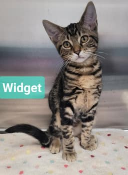 Widget image 1