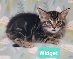 Widget image 3