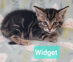Widget image 4