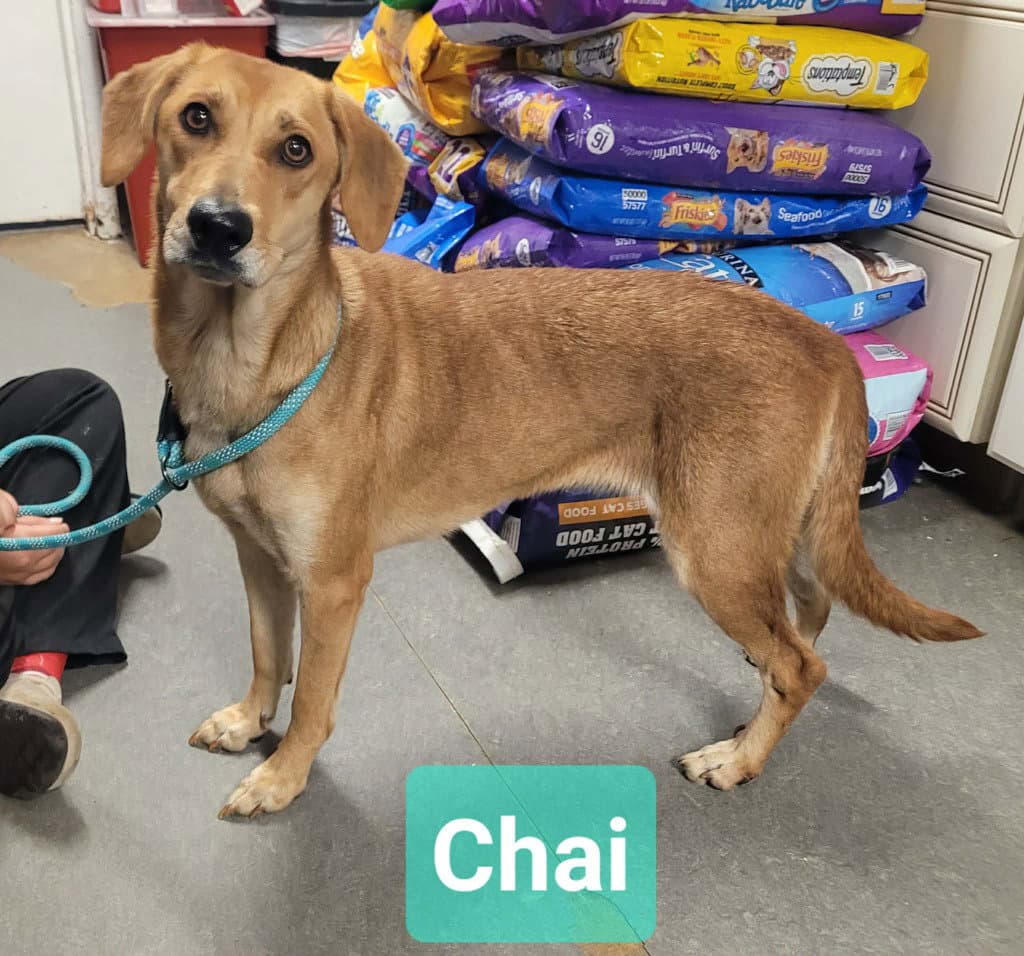 Chai