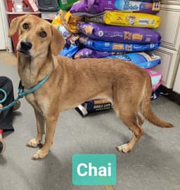 Chai image 2