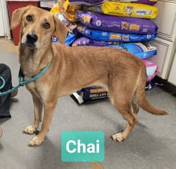 Chai image 3