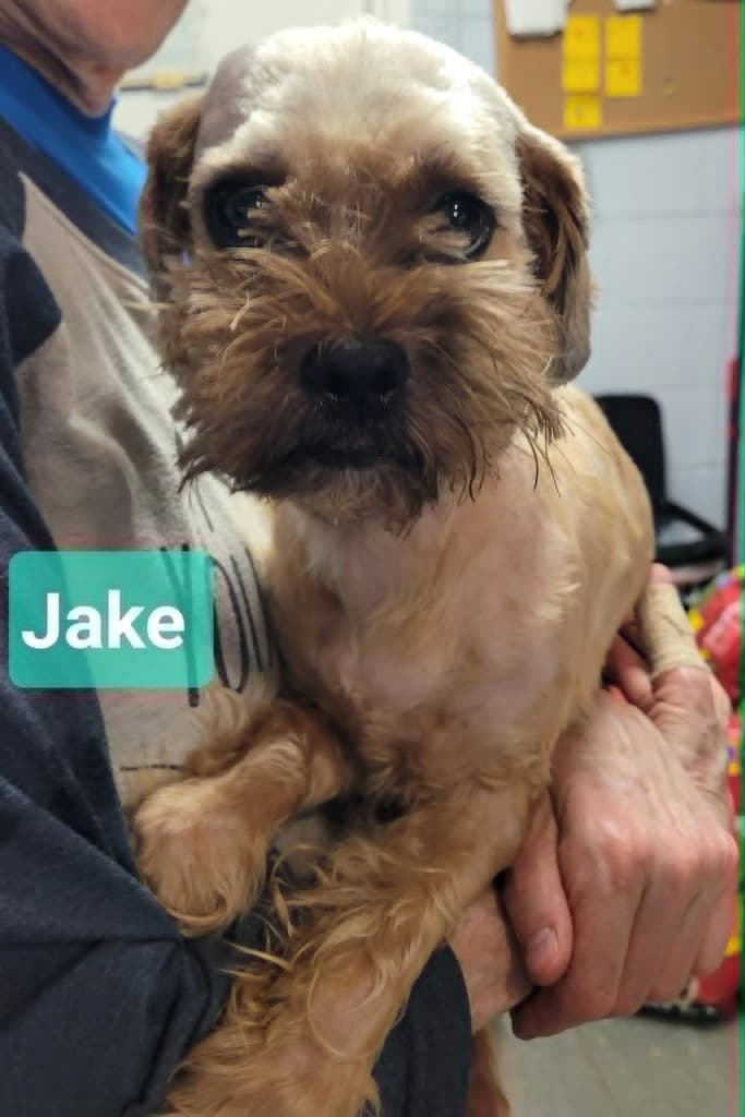 Jake - Shih Tzu