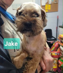 Jake image 2