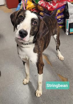 Stringbean image 1