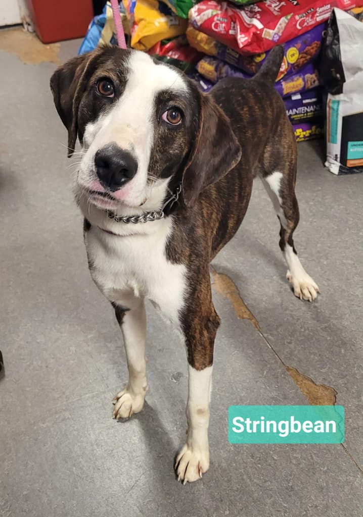 Stringbean