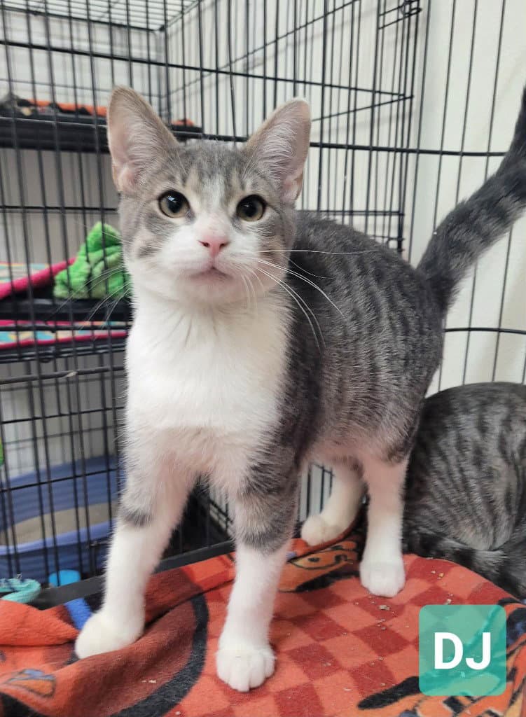 Dj - Domestic Short Hair