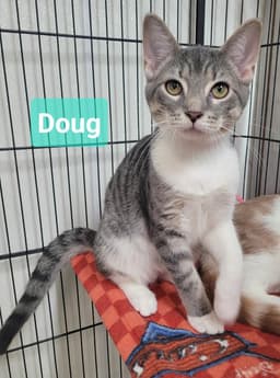 Doug image 1
