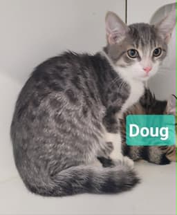 Doug image 2