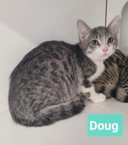 Doug image 3