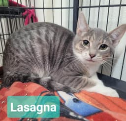 Lasagna image 1