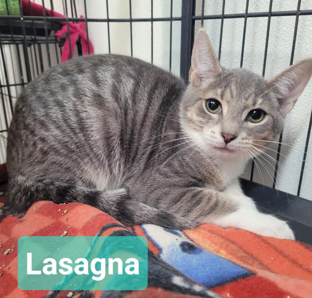 Lasagna - Domestic Short Hair