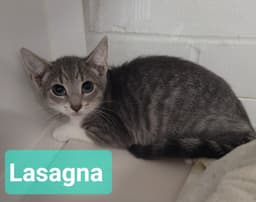 Lasagna image 2