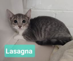 Lasagna image 3
