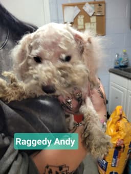 Raggedy Andy image 2