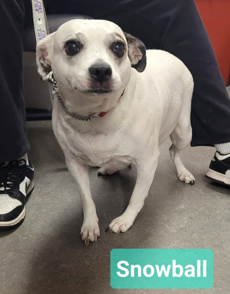 Snowball - Jack Russell Terrier