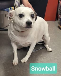 Snowball image 2