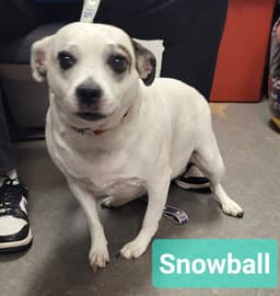Snowball image 3