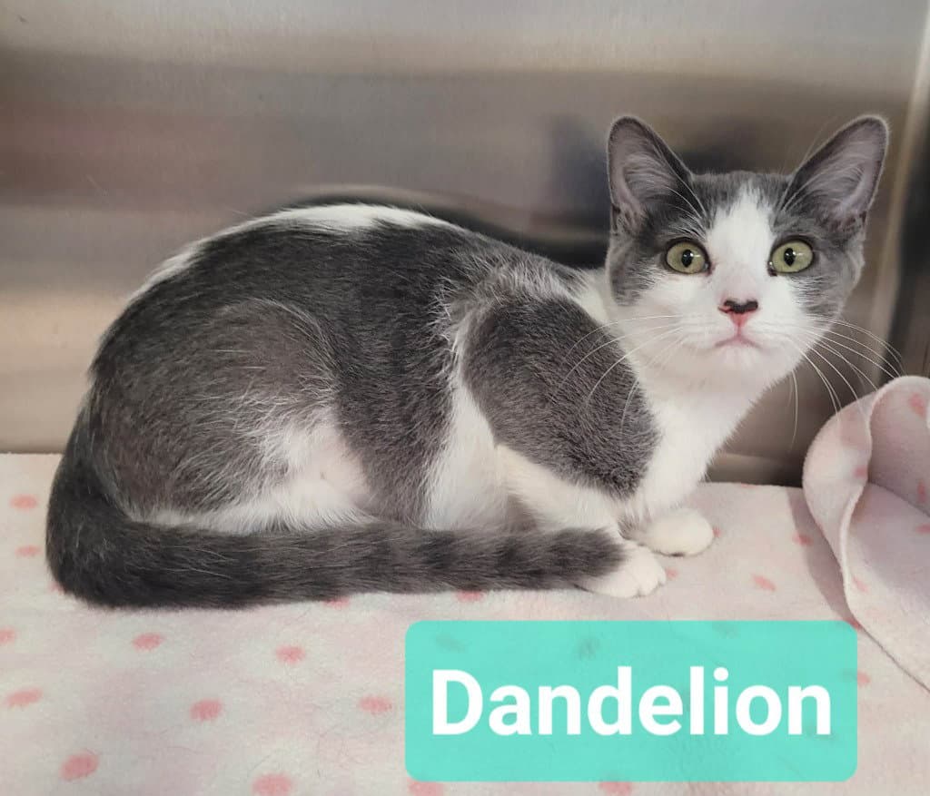 Dandelion - Domestic Short Hair