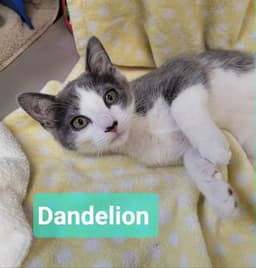 Dandelion image 3