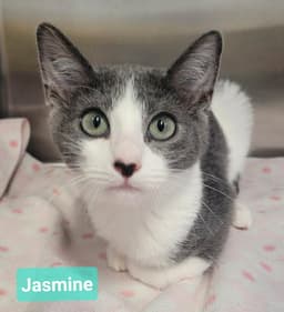 Jasmine image 2