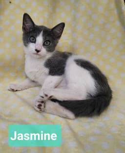 Jasmine image 3