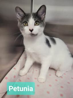 Petunia image 2