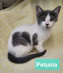 Petunia image 3