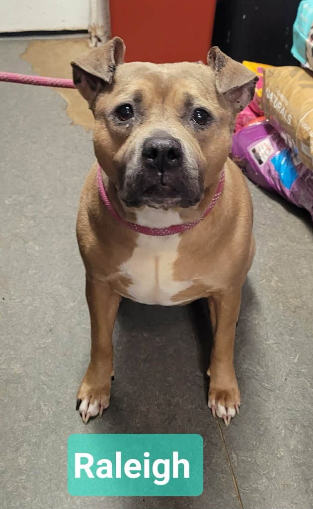 Raleigh - Staffordshire Bull Terrier