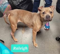 Raleigh image 4
