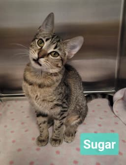 Sugar image 2