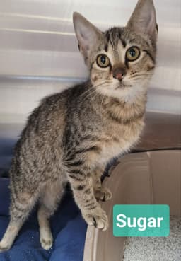 Sugar image 4