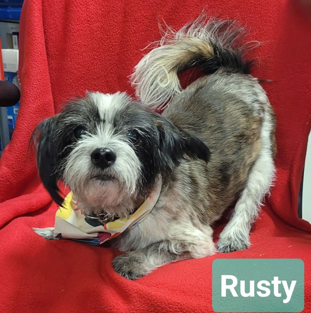 Rusty - Shih Tzu