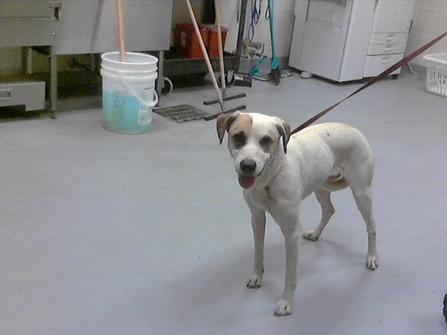 Willow - Pit Bull Terrier