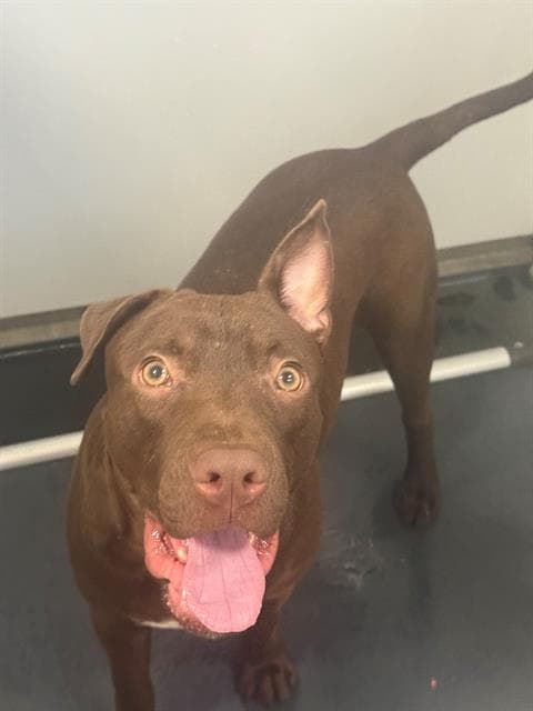 Boo Boo - Pit Bull Terrier