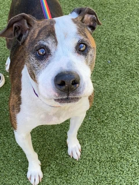 Frosty - Pit Bull Terrier
