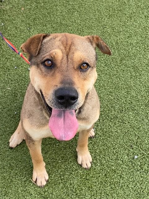 Phineas - Chinese Shar-Pei