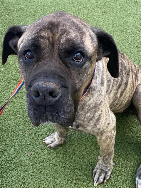 Foxy - Mastiff
