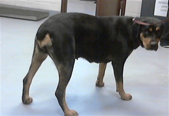 Gracie - Rottweiler