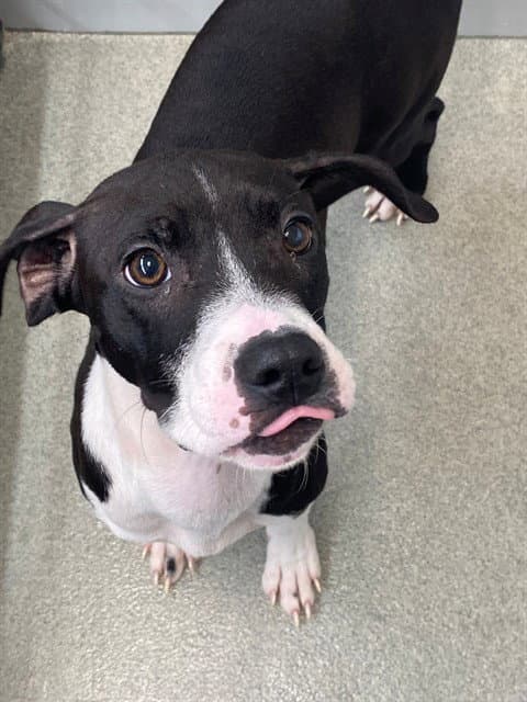 Lily May - Pit Bull Terrier