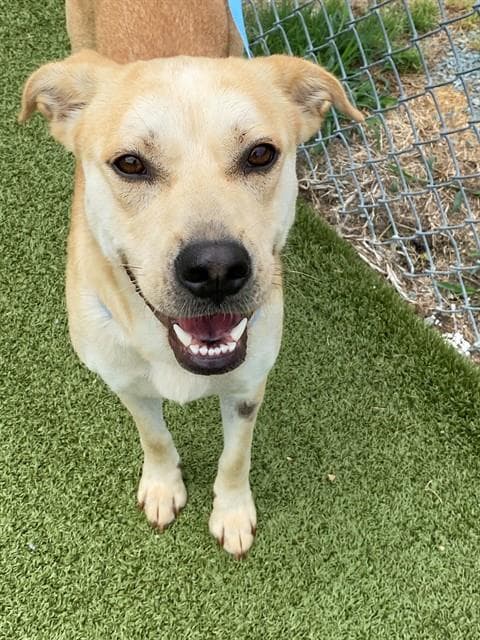 Unknown - Labrador Retriever