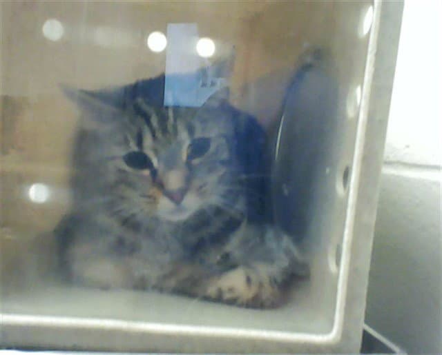 Unknown - Domestic Short Hair